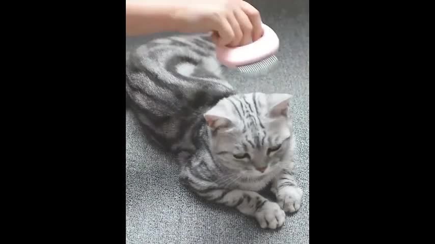 Pet #Cat Grooming Massage #Brush with Shell Shaped Handle #Hair Remover Pet Grooming Massage Tool