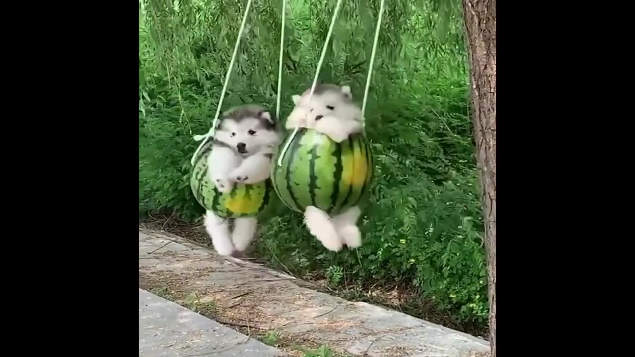 Funny & Cute Dogs