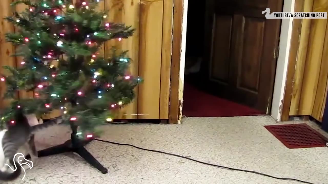 Cats Knocking Over Christmas Trees