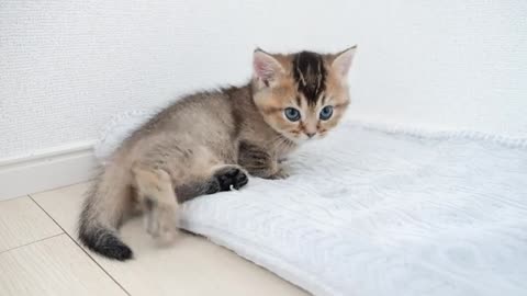 On this blanket is the kitten's territory