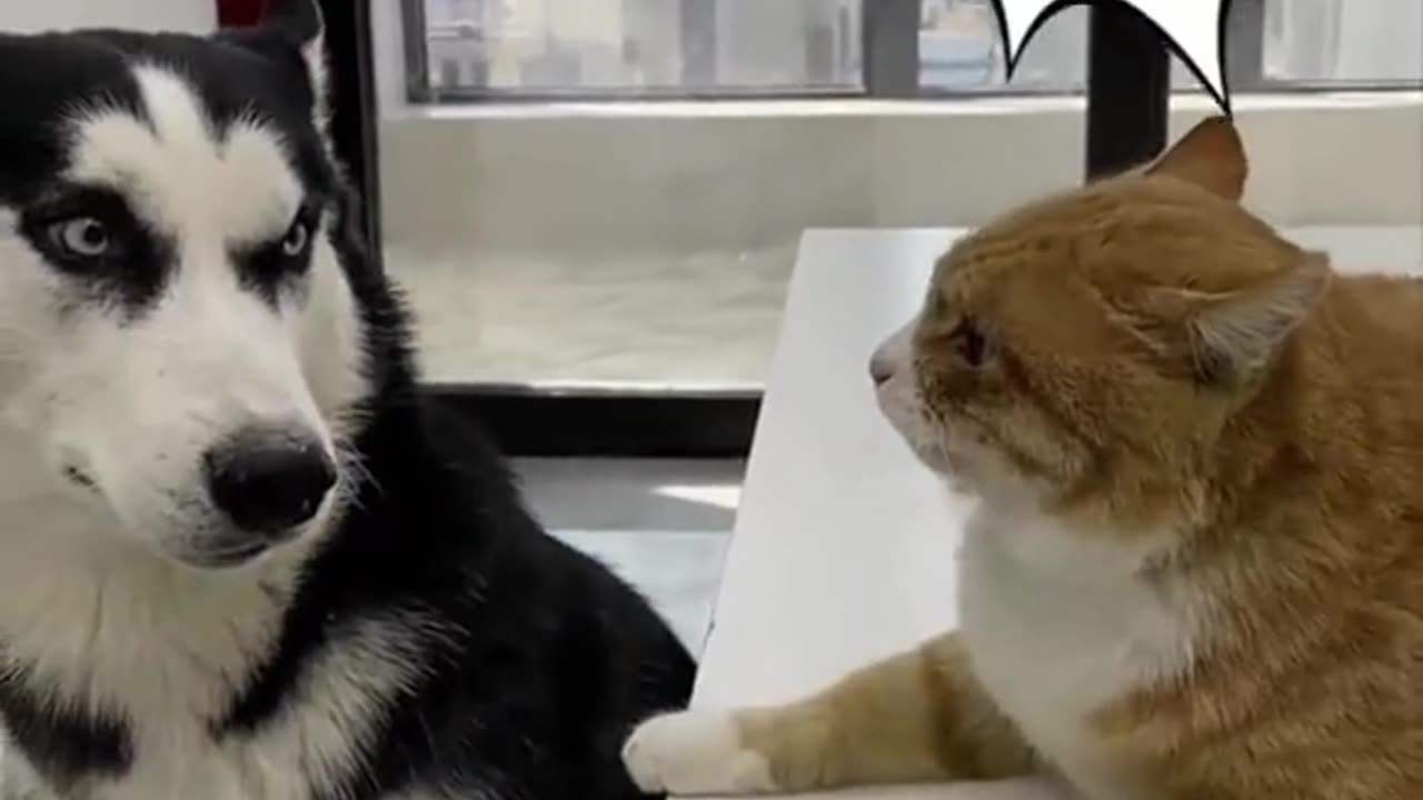 Funny cats and dogs whose behavior makes you laugh
