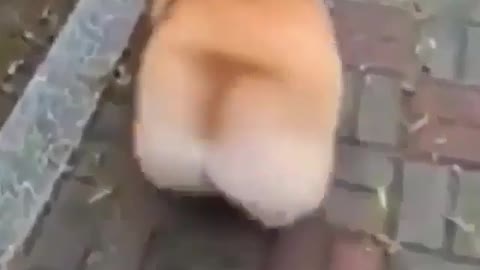 Big ass corgi - -