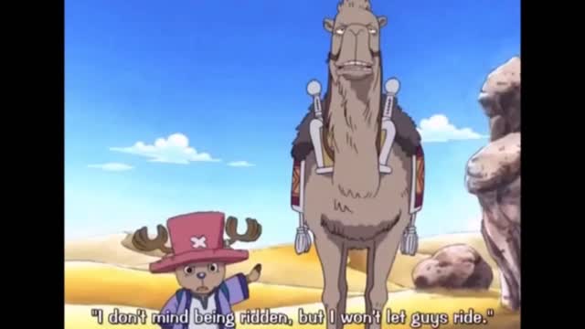 One Piece Funny Moment | The Hard Boiled Camel