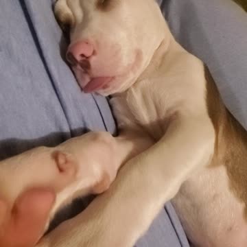 Dreaming puppy
