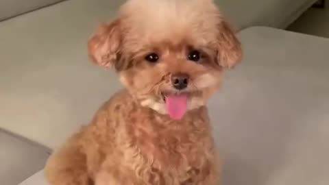 Best Funny And Cut Dog Emoji face Videos