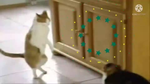 THE DANCING CAT