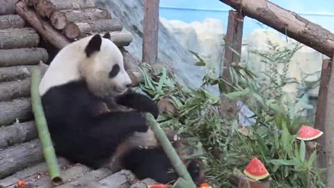 Outdoor show giant pandas
