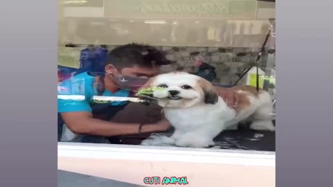 Funniest videos cat and dogs