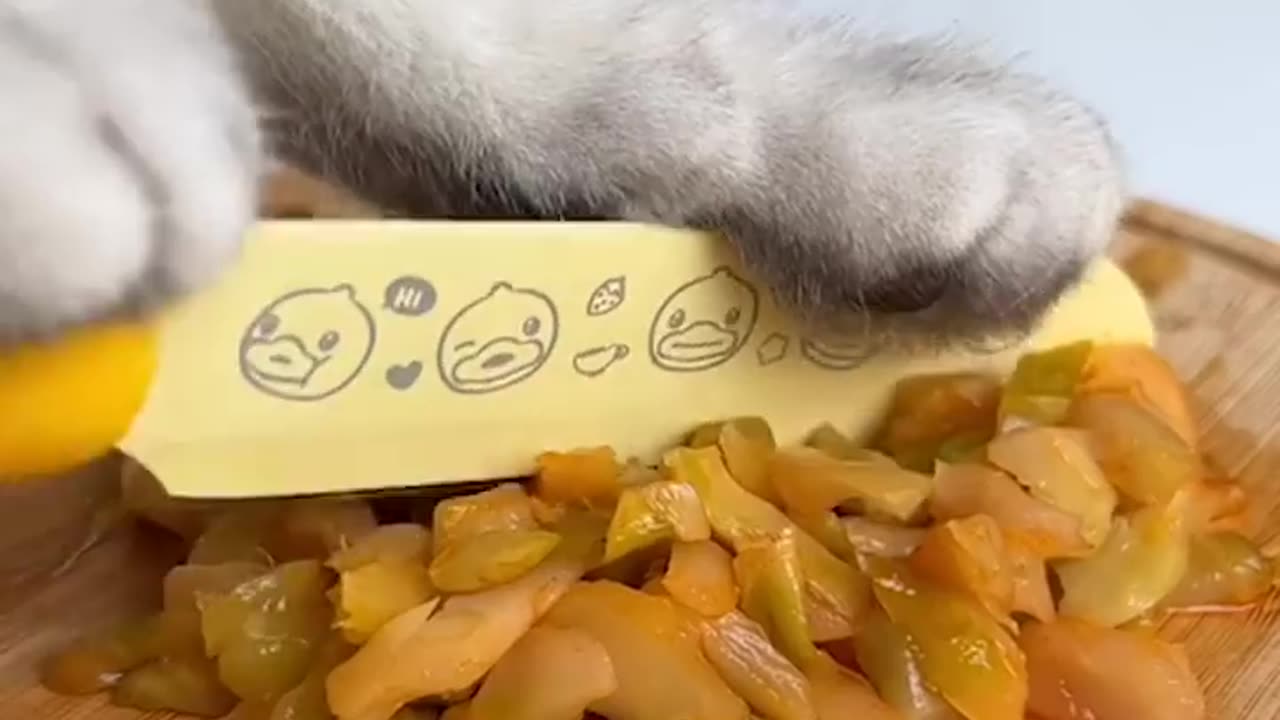 Chef cat cooks up a storm