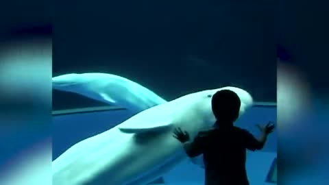 Amazing! Funny Dolphin Make Baby Laugh-- Funny Baby And Pet_Cut