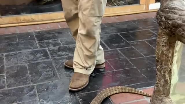 Monitor lizard exercise day wow can he dance and make me dance