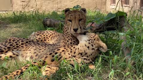 About love I want to see baby cheetahs.