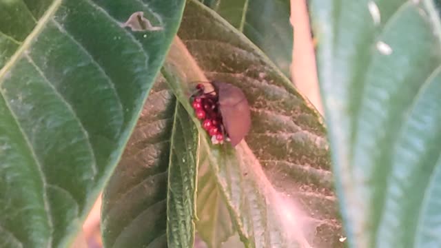 rare scene,ladybird species with eggs in the nest😃😃