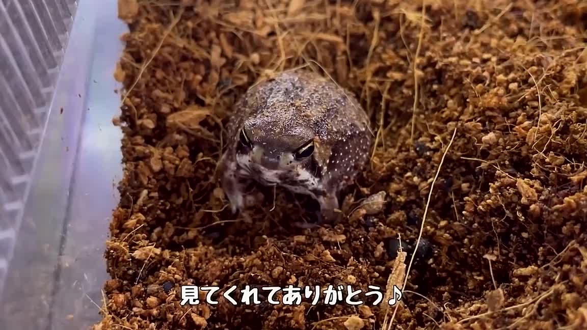 A frog like a rice cake that wants to go home soon [COMMON RAIN FROG]