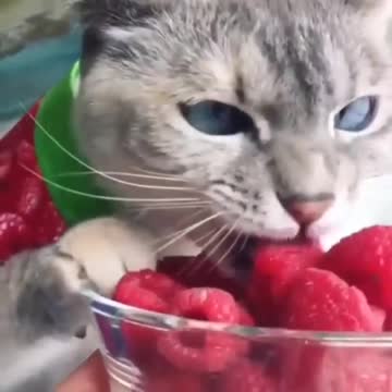 Did you order raspberries, peas, and corn?🍓🌽🍡🥬