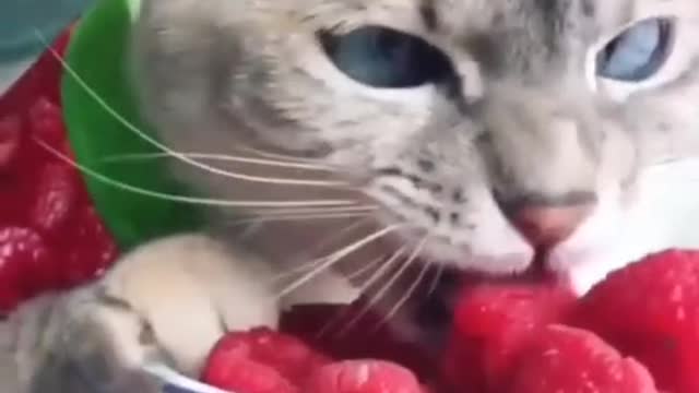 Did you order raspberries, peas, and corn?🍓🌽🍡🥬