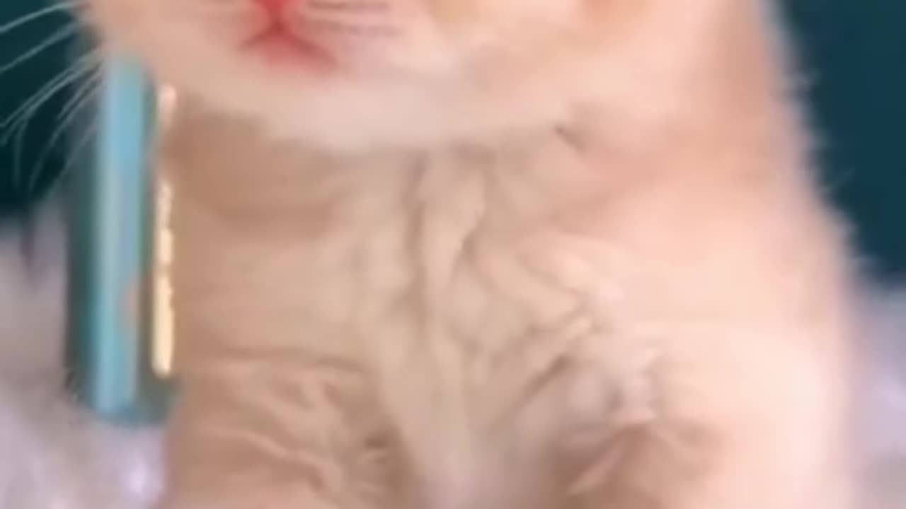 Cute cat video 😍