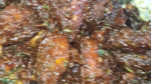 chicken 🍗 peace 😋😋😋🍗🍗🍗 चिकन लेग पीस