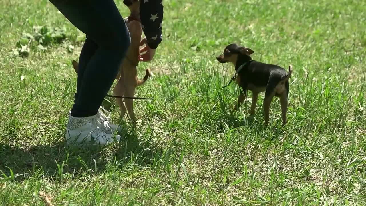 Woman is stroking her dogs. Woman is stroking her three adorable chihuahuas