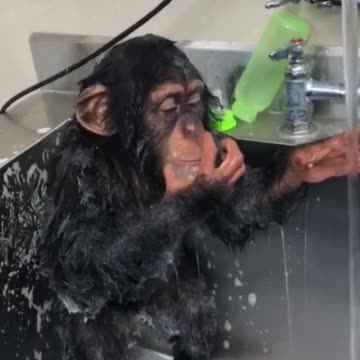 Monkey having a proper hygiene.mp4