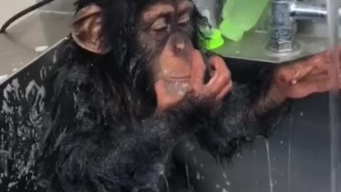 Monkey having a proper hygiene.mp4