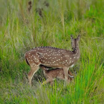 "Nature's Nourishment: The Fascinating Sight of a Spotted Deer Nursing from Its Mother"