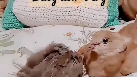 "Baby Don't Cry"Mini Baby Dovies Come See🕊️🐣🤗😇🕊️🎤🎶