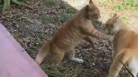 World most funniest cats and dogs ever 2023 videos #short funny animal