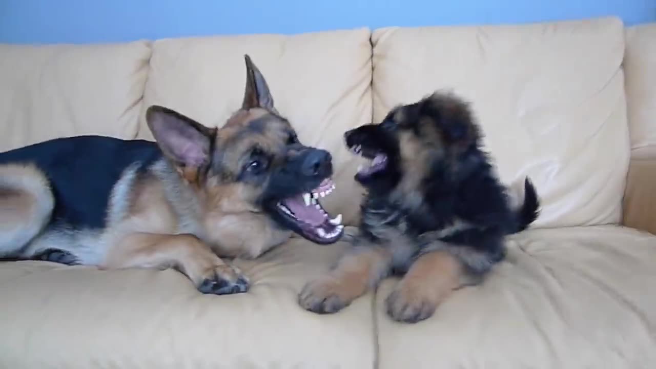 German Shepherd and Puppy Playing On Couch