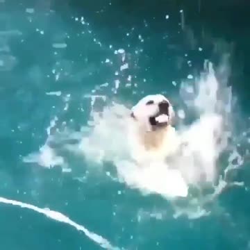 When you’re a good boi, but training to be a seal.