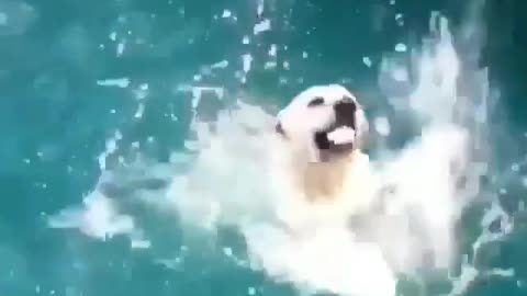 When you’re a good boi, but training to be a seal.