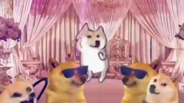 Dog dancing video