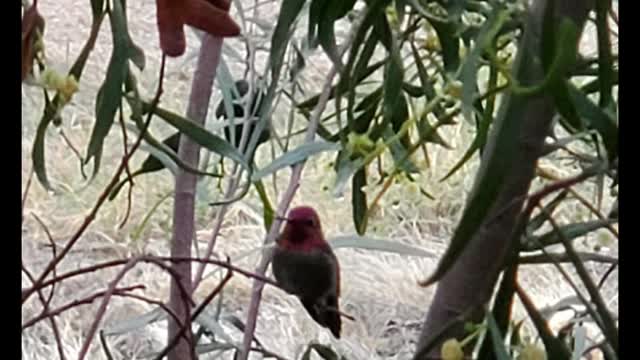 Hummingbird clip