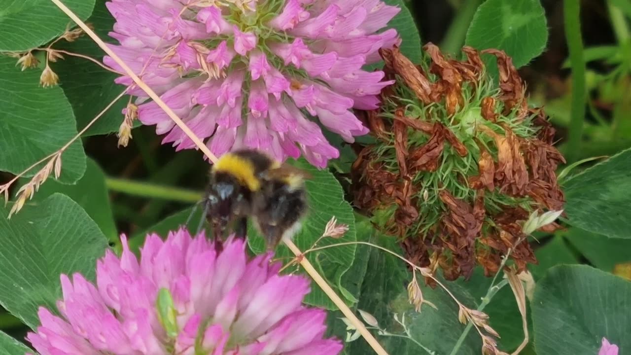 Bee On A Flower