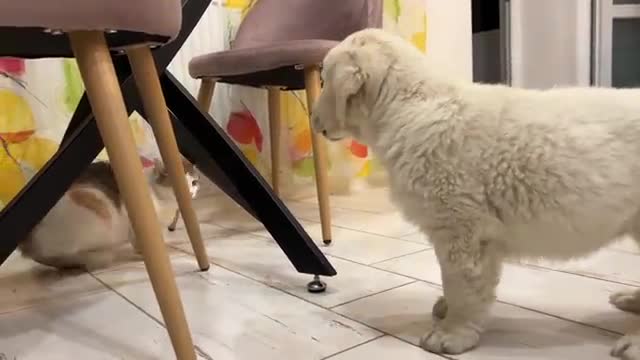 Golden Retriever Puppy Meets Cat for the First Time