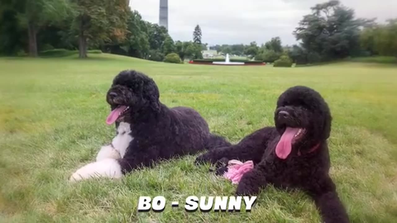 There are Americans most favorite dog's breeeds