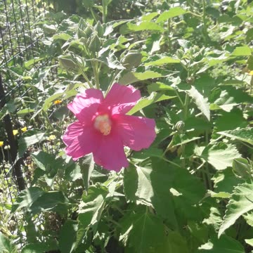 Hibiscus blossomed
