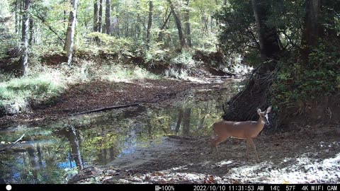 One Deer - Creek Cam Mountains of Tennessee