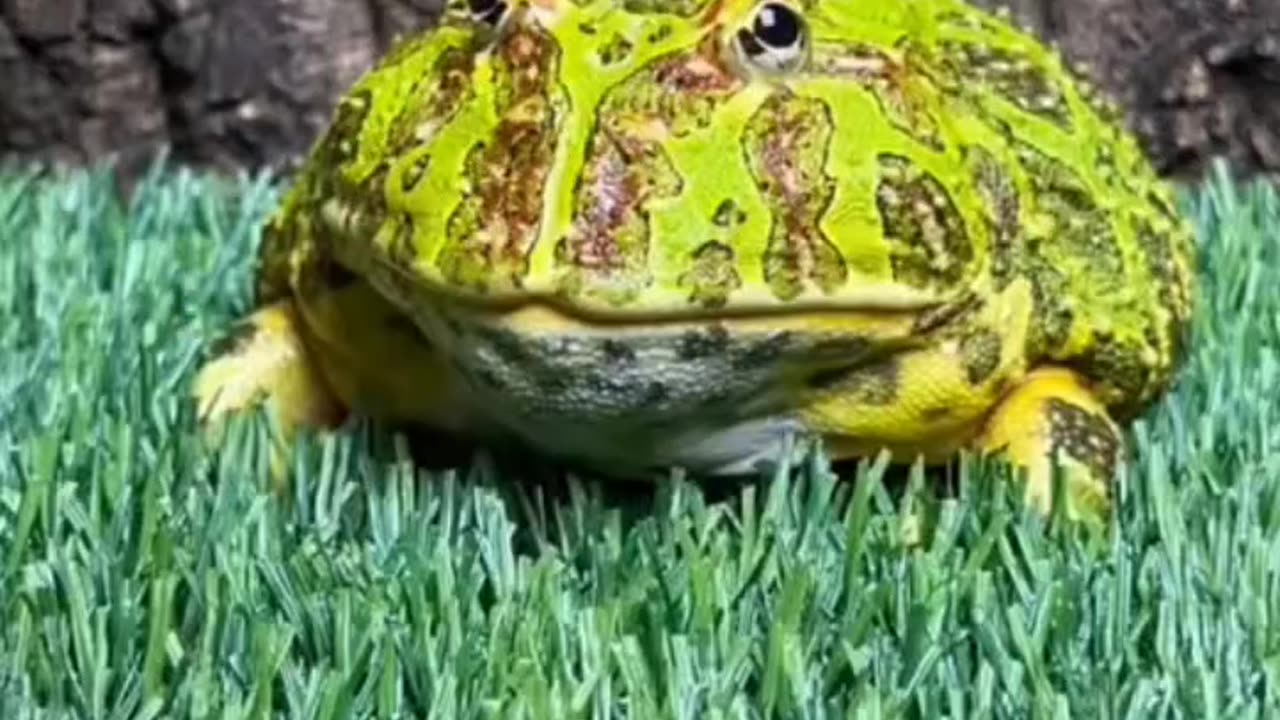 Frog dancing 🐸🐸