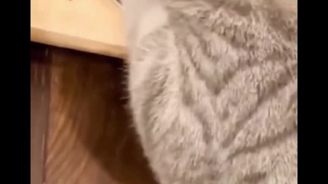 Why does the cat eat with its legs split like this?