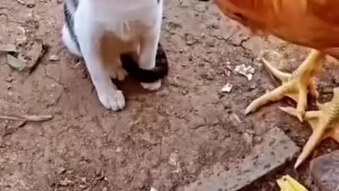 Cute Funny Cat