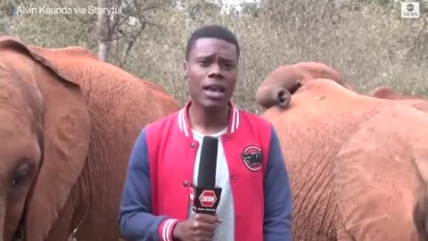 Baby elephant interrupts reporter's piece to camera