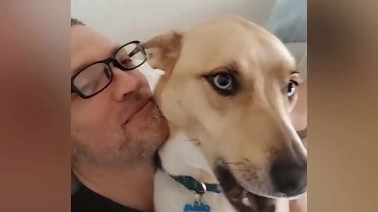 Funny Dogs And Cats Reaction - Funniest Pets Video 2023