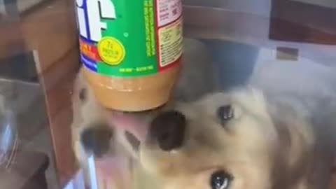 Try not to laugh🤣 Funny animals😹‖ #shorts ‖ Fun Store