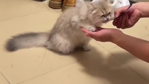 cute cat moment