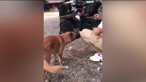 Funny animal videos /funny videos