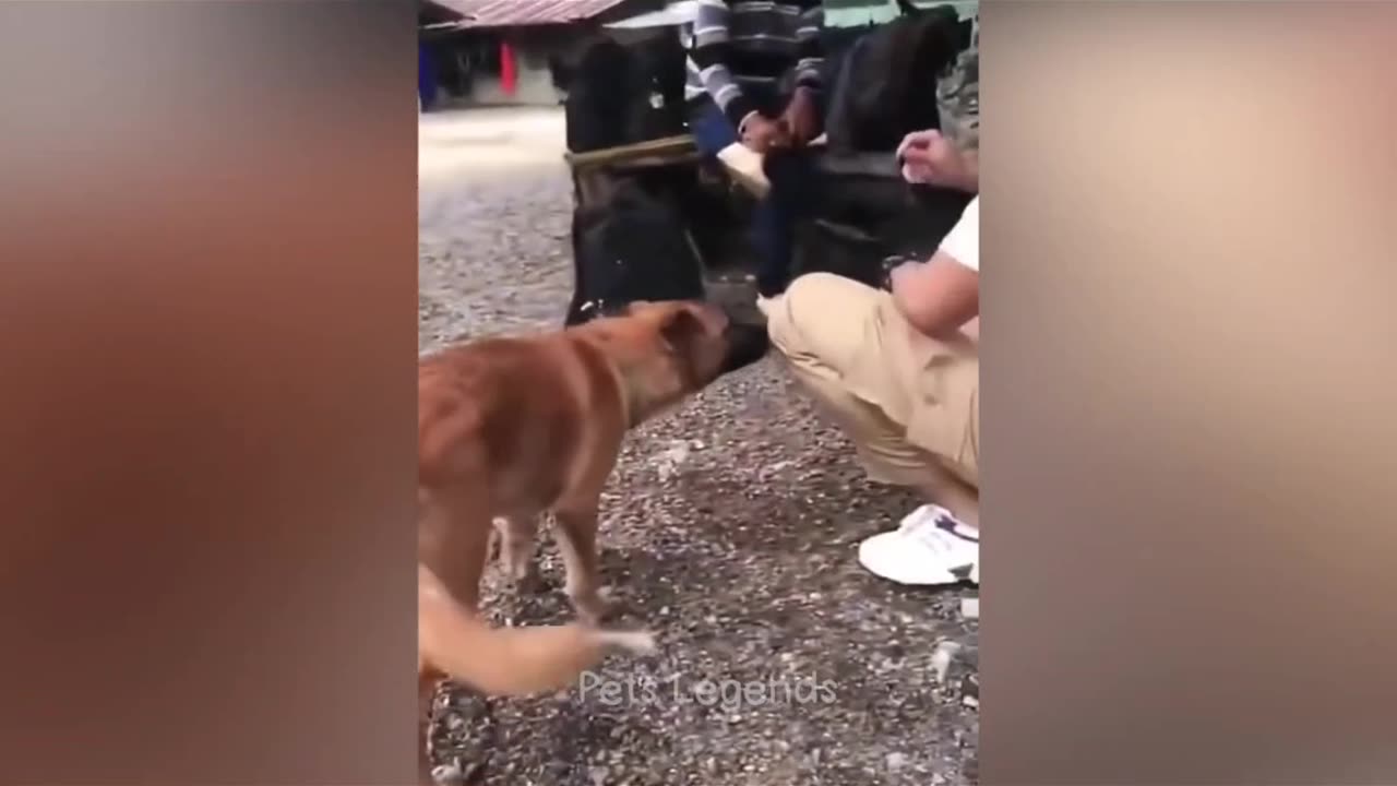 Funny animal videos /funny videos