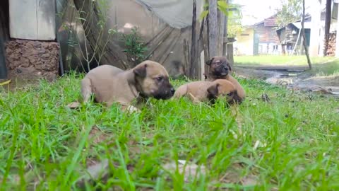 Happy to Playing with Cute Poor Puppies