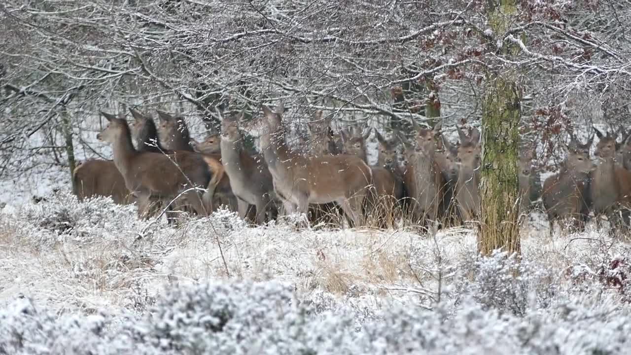 Deer Herd Forest Nature Animals Wild Life