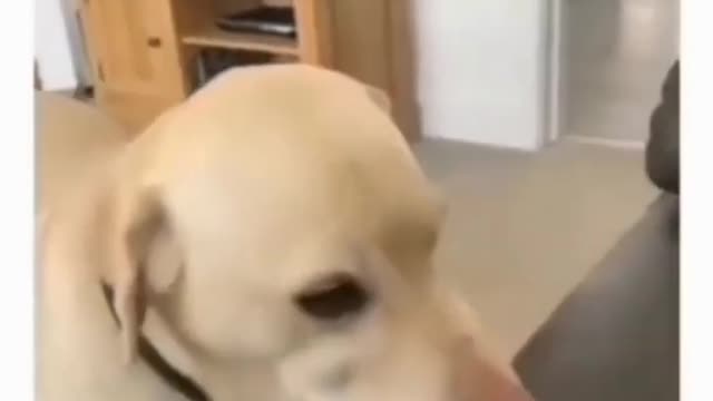 Funny animal videos I found on Instagram and Tiktok